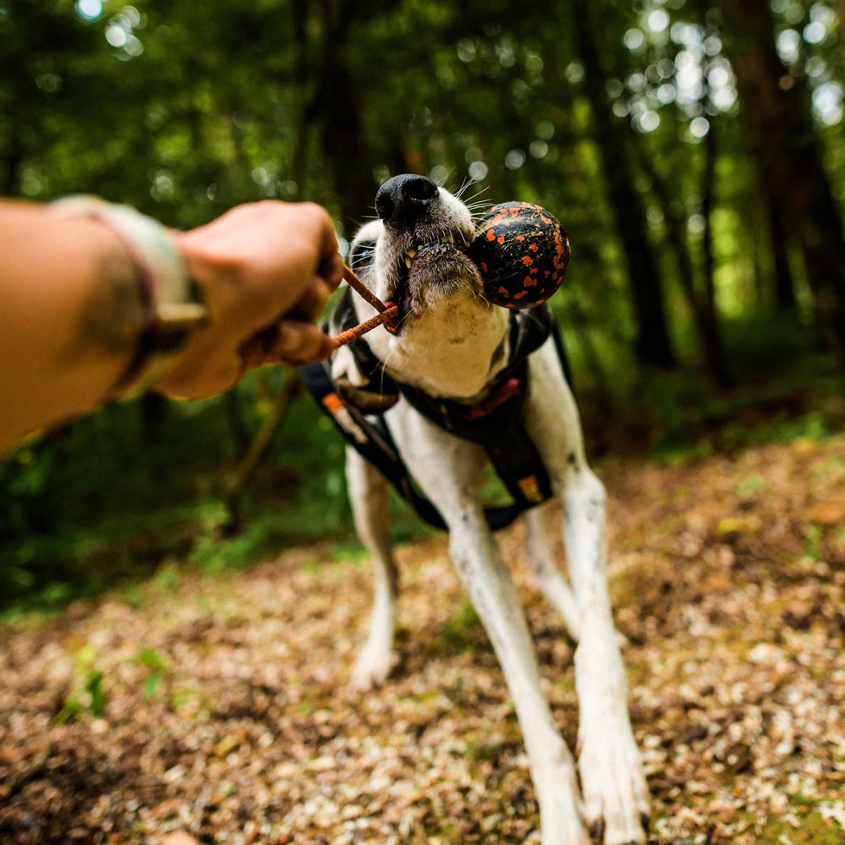 Dog ball on rope