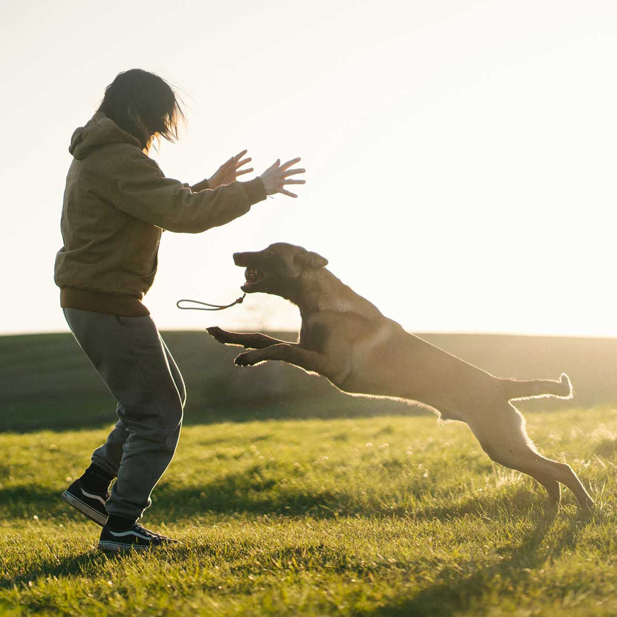 Dog ball on rope
