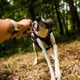 Dog ball on rope