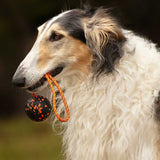 Dog ball on rope