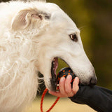 Dog ball on rope