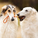 Dog ball on rope