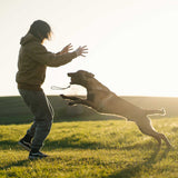 Dog ball on rope